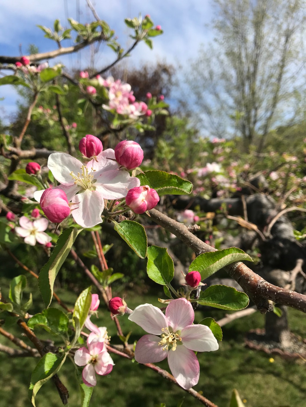 ib5HPTuhTX2pt0VJvP8ZiQ