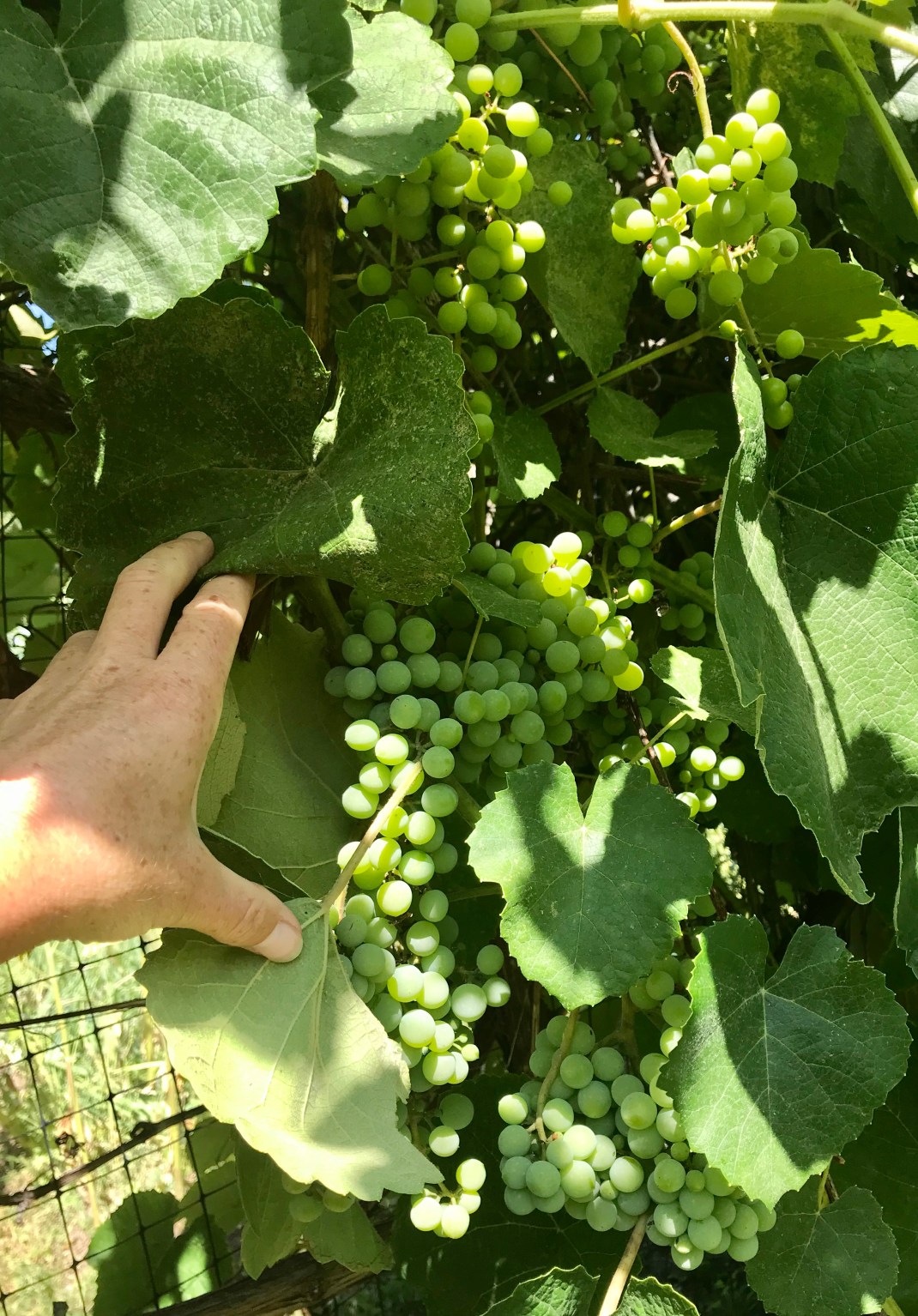 A38DF0EA-3C90-416D-9F24-5BA281407C68